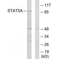 STAT5A Antibody[33769]