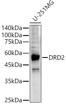 Rabbit Anti-DRD2  antibody[495
