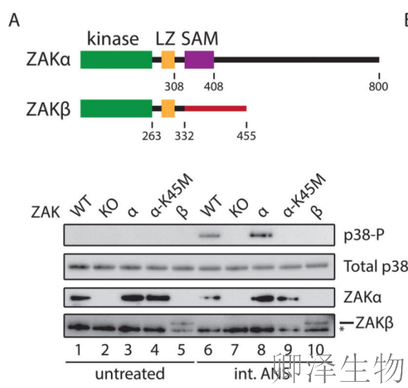 【核糖体碰撞-经典研究】 |细胞中的