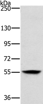 LOXL1 Antibody[37706]