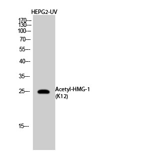 HMG-1 (Acetyl Lys12) Rabbit pA