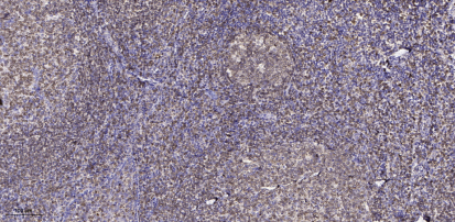 GBG11 rabbit pAb[49064]