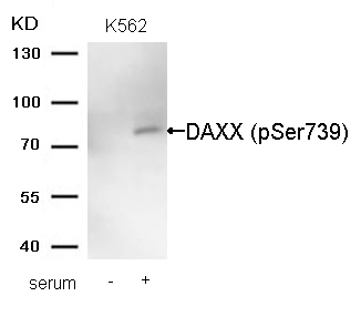 DAXX(Phospho-Ser739) Antibody[
