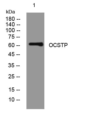 OCSTP polyclonal antibody[2958
