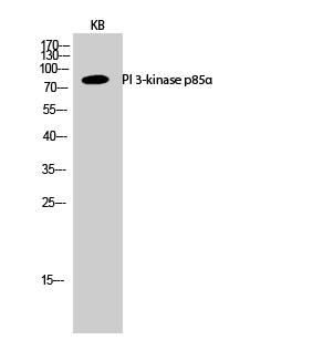 PI 3-kinase p85α Polyclonal An