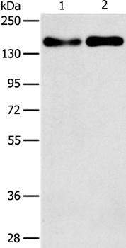 THBS1 Antibody[37384]