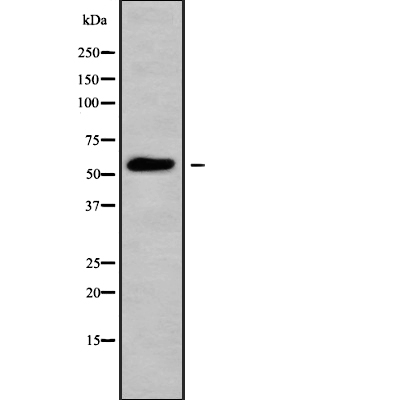 MOT6 Antibody[46052]