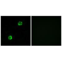APOL2 Antibody[34432]