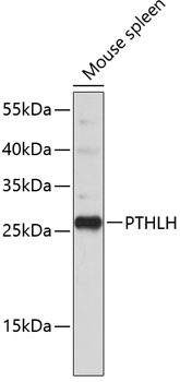 PTHLH Rabbit Polyclonal Antibo
