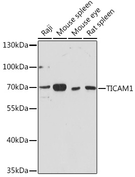 TICAM1 Rabbit Polyclonal Antib