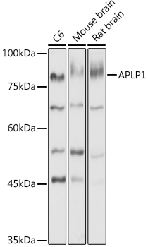 APLP1 antibody[38431]
