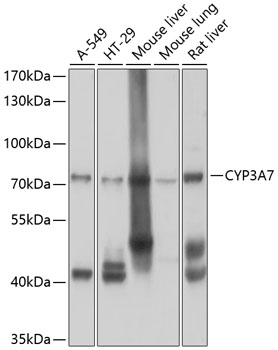 CYP3A7 Rabbit Polyclonal Antib