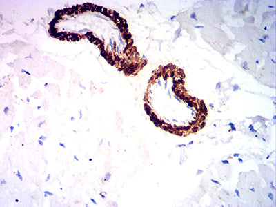 CD34 Mouse mAb[63364]