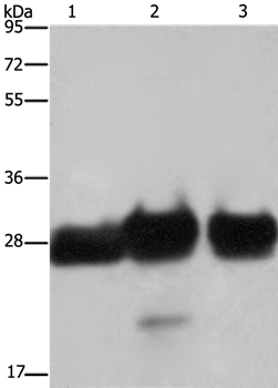 FHL1 Antibody[36482]