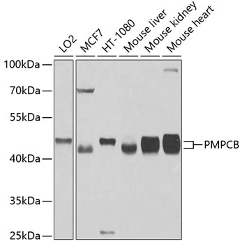 PMPCB Rabbit Polyclonal Antibo