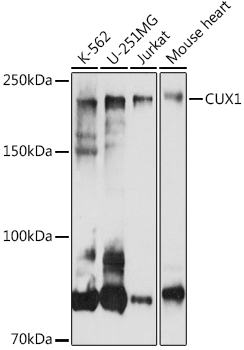 CUX1 Rabbit Polyclonal Antibod
