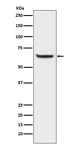 NF-κB p65 (Phospho-Ser529) Rab