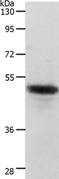 CERS2 Antibody[37286]