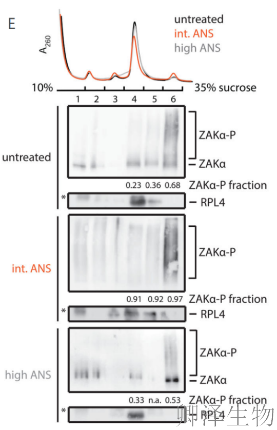 【核糖体碰撞-经典研究】 |细胞中的