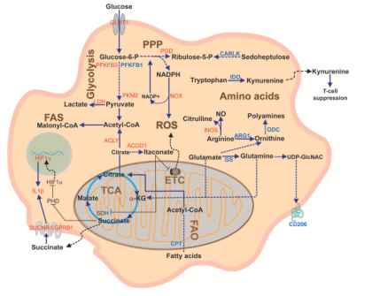 从极化到检测，Elabscience 一站式巨噬细胞代谢研究方案来了！