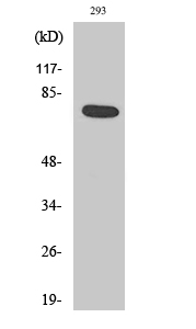 Actinin-α1/2/3/4 Polyclonal An