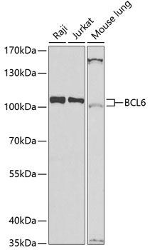 BCL6 Rabbit Polyclonal Antibod