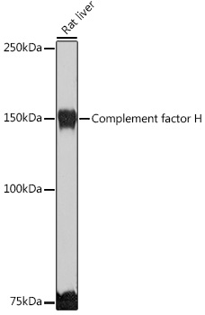 CFH antibody[38390]