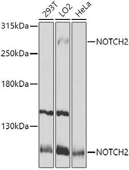 NOTCH2 Rabbit Polyclonal Antib