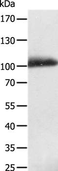 LRP12 Antibody[35802]