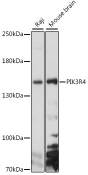 PIK3R4 Rabbit Polyclonal Antib