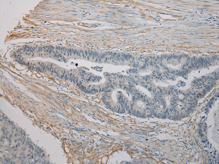 SESN3 Antibody[42754]