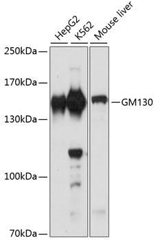 GM130 Rabbit Polyclonal Antibo