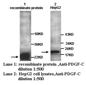 PDGF-C Antibody[39250]