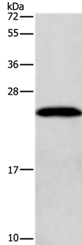 GAGE7 Antibody[37585]