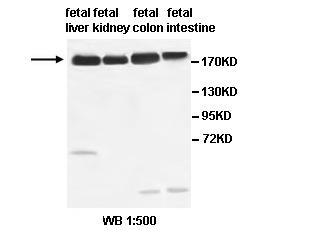 ABCC2 Antibody[39518]