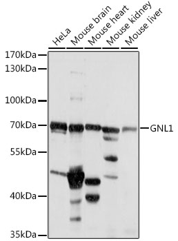 GNL1 Rabbit Polyclonal Antibod