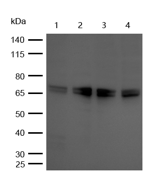 Raf1 (Phospho-Ser43) Rabbit mA