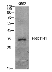 11β-HSD1 Polyclonal Antibody[4