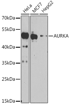 AURKA Rabbit Polyclonal Antibo