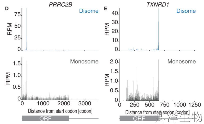 【Disome-seq-经典研究】 |核糖体
