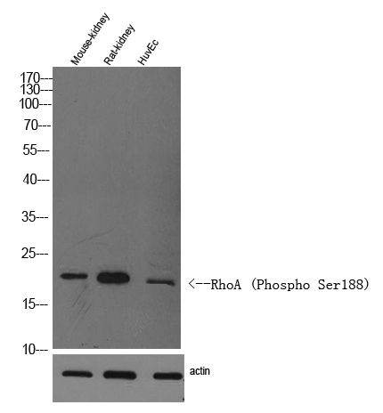 RhoA (Phospho Ser188) antibody