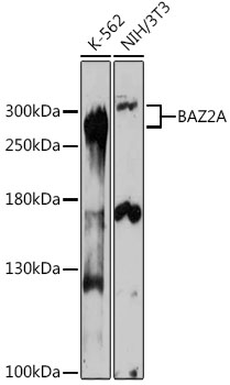 BAZ2A Rabbit Polyclonal Antibo