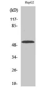 CYP2W1 Polyclonal Antibody[491