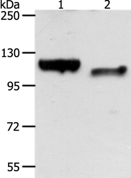 CDH3 Antibody[35871]