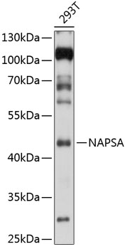 NAPSA Rabbit Polyclonal Antibo