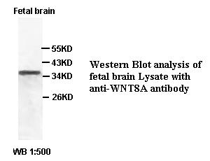 WNT8A Antibody[39406]