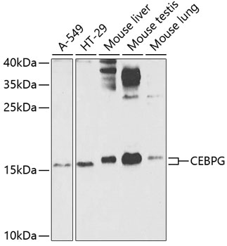 CEBPG Rabbit Polyclonal Antibo