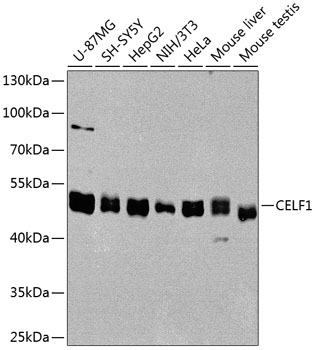 CELF1 Rabbit Polyclonal Antibo