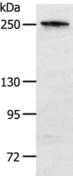 NOTCH3 Antibody[37194]