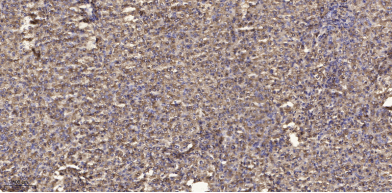 MUC6 rabbit pAb[49094]